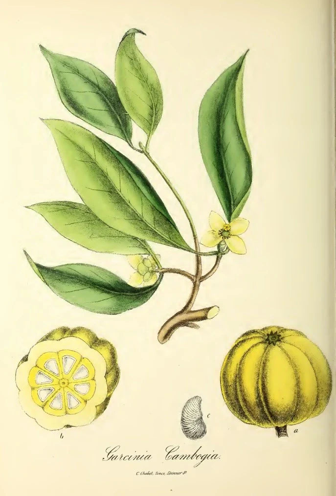 Garcinia Cambogia Explained: What You Need to Know About This Popular Weight Management Supplement
